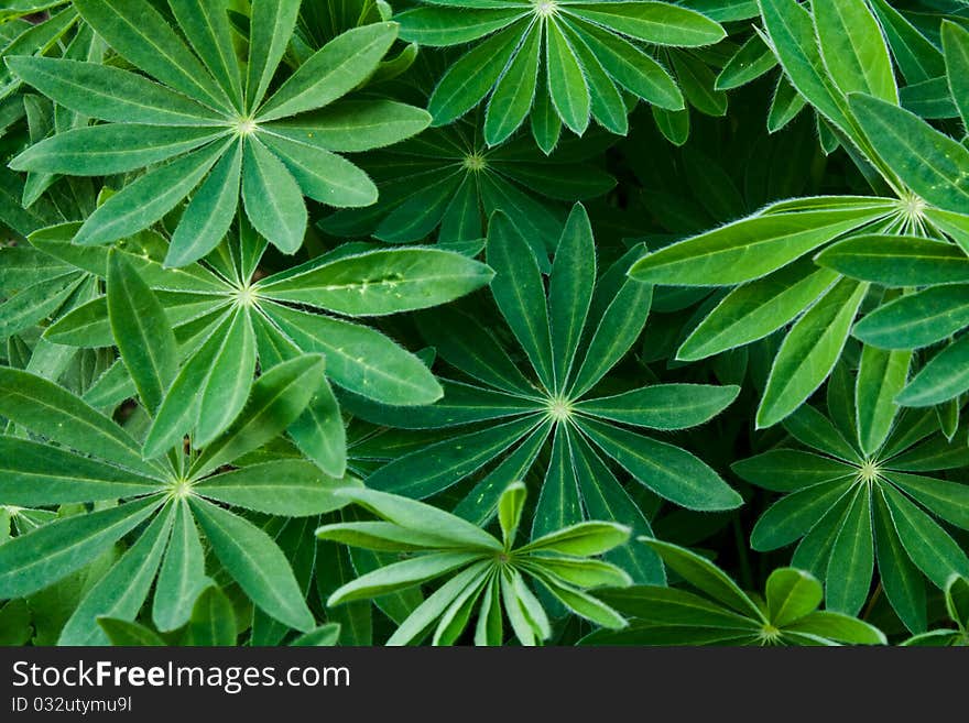 Bright background of green leaves in summer. Bright background of green leaves in summer