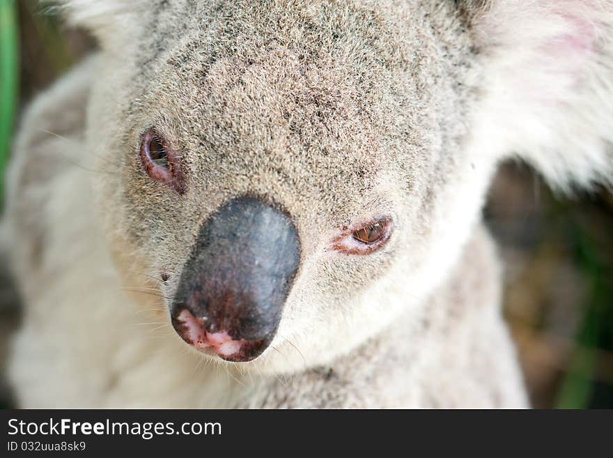 Closeup portraits of a koala