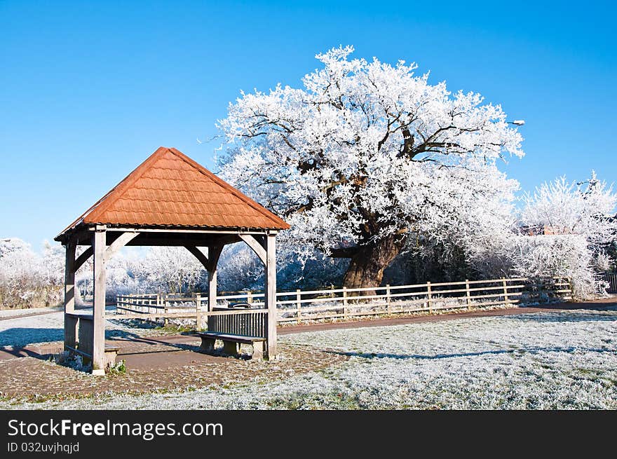Ice covered oak tree and shelter in parkland during winter. Ice covered oak tree and shelter in parkland during winter.