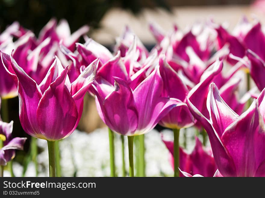 View of tulips in the garden