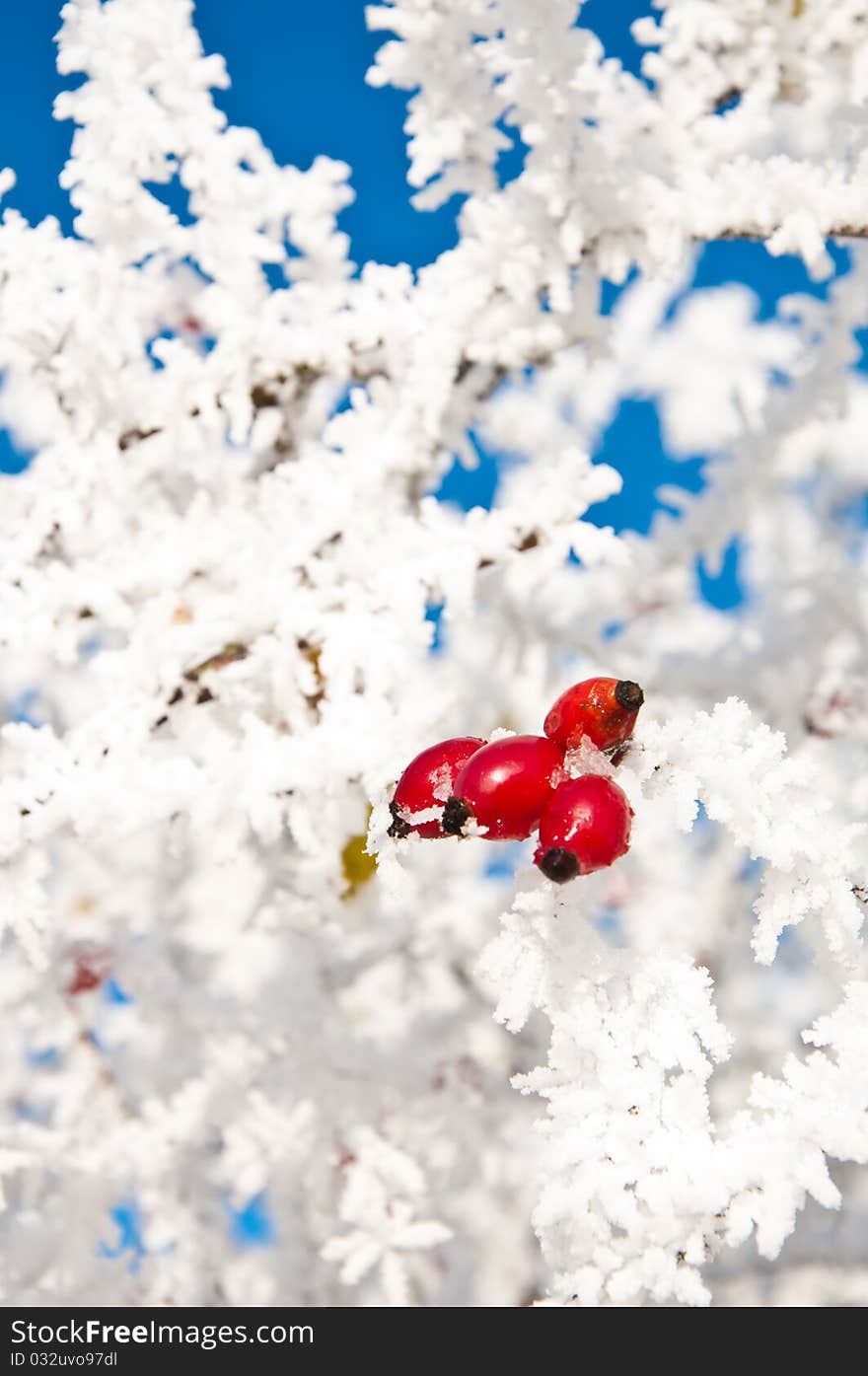 Bright Red Frosted Berries