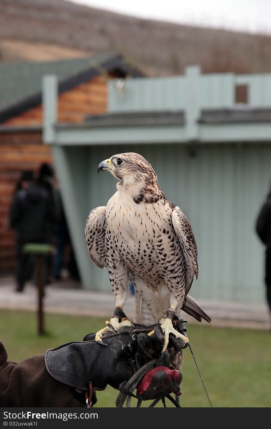 Falcon Perched On Trainers Gloved Hand