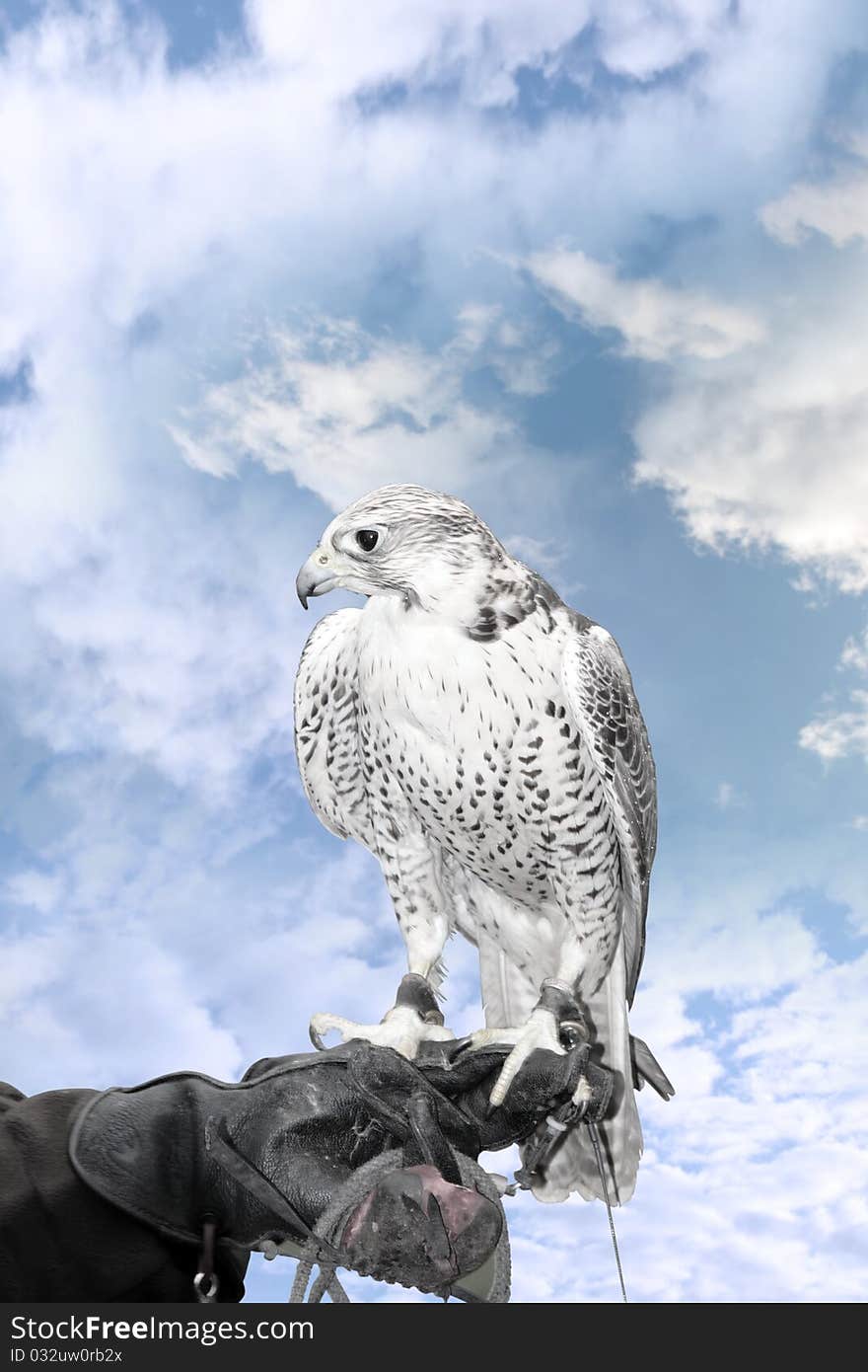 A falcon perched on its trainers hand with a clipping path. A falcon perched on its trainers hand with a clipping path