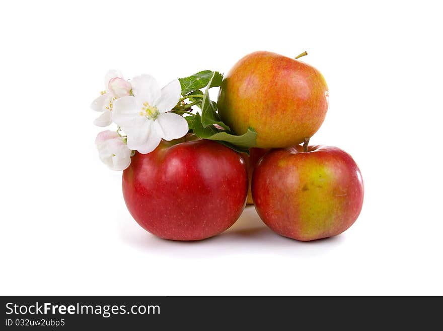 Ripe red apples and apple-tree blossoms on a white background