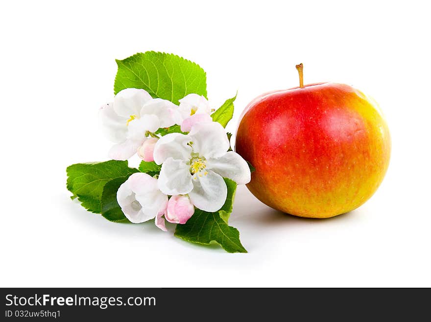 Ripe red apple and apple-tree blossoms on a white background