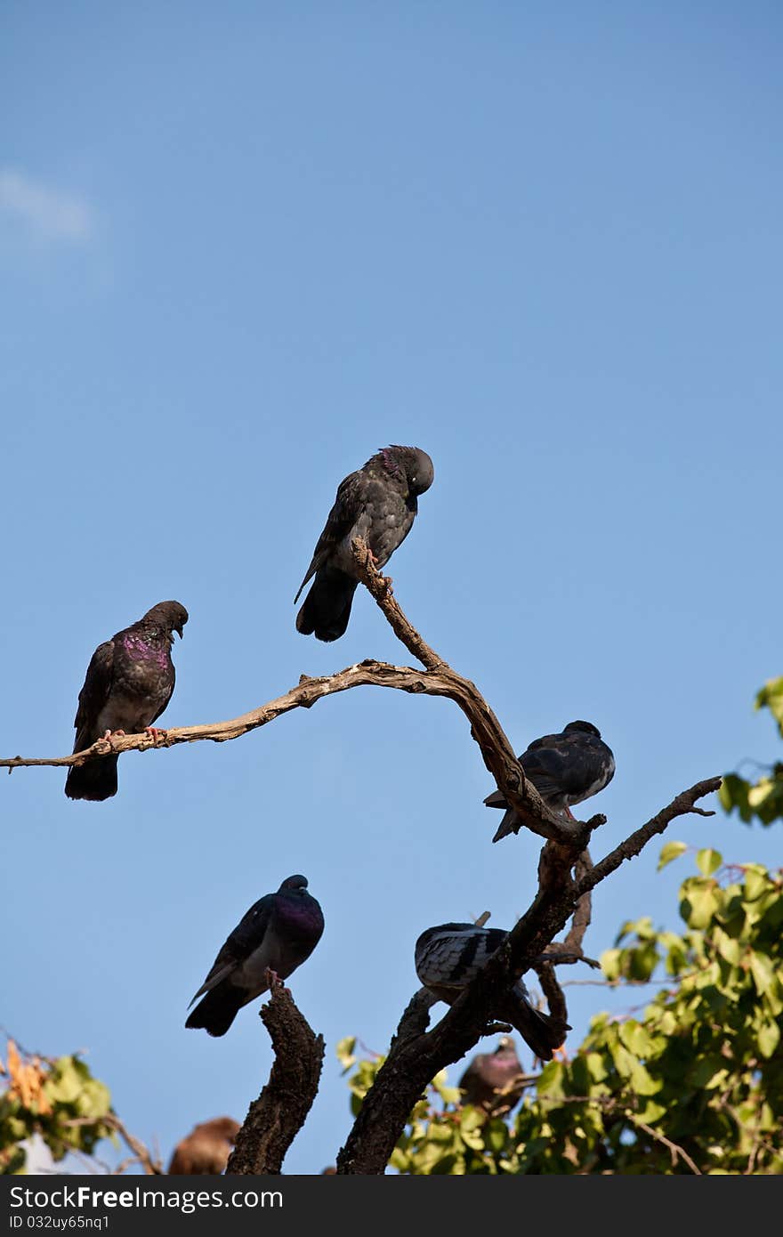 A small flock of black pigeons sitting on a tree branch. A small flock of black pigeons sitting on a tree branch.