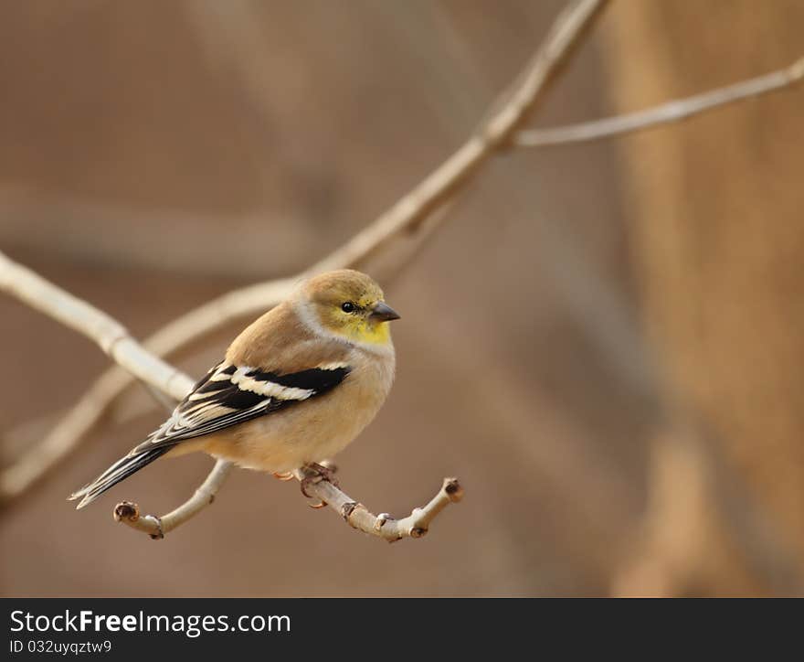 American Goldfinch, Carduelis tristis