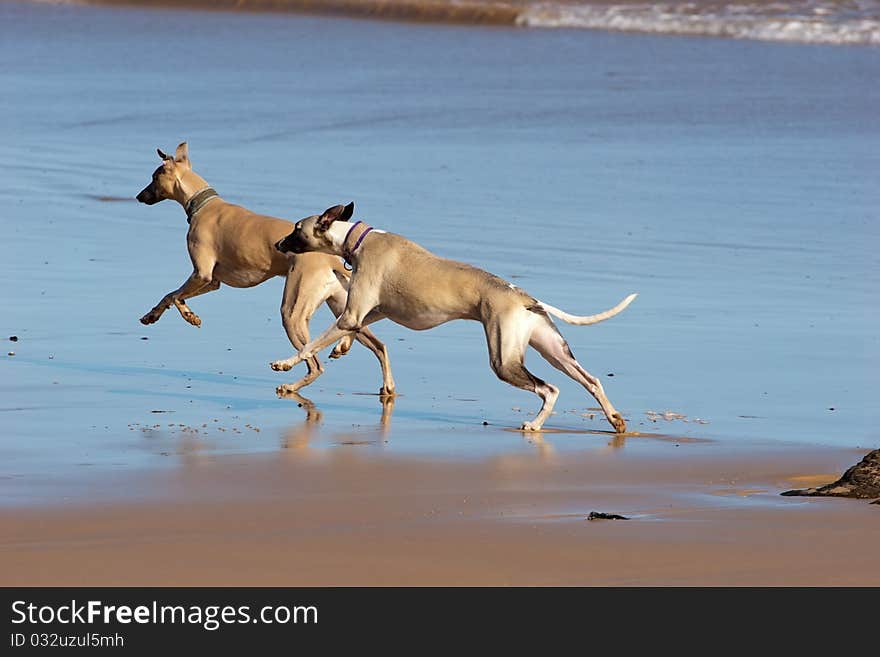 Two whippets enjoying the beach at Phillip Island, Australia