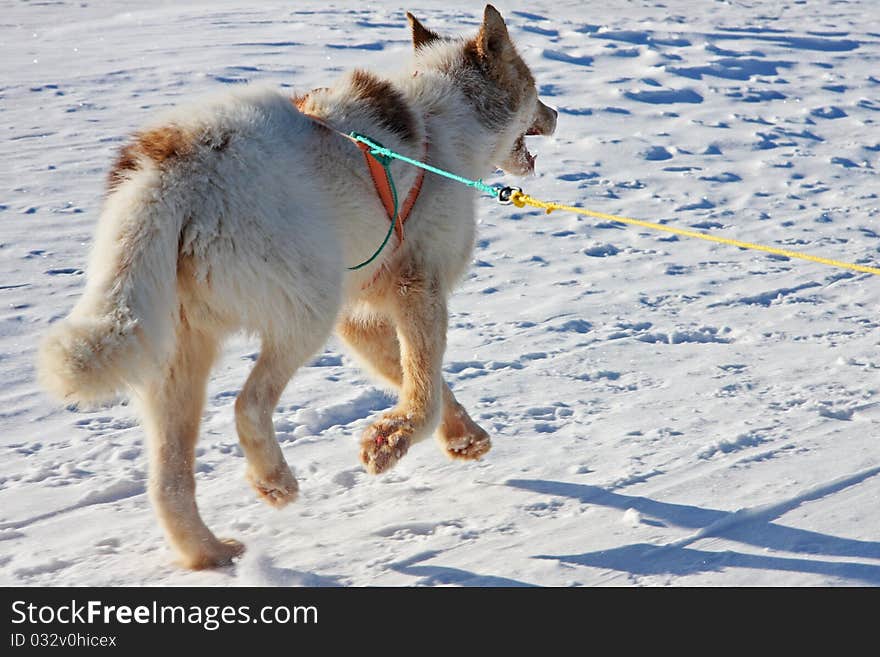 Single Greenlandic sled dog attached to harness