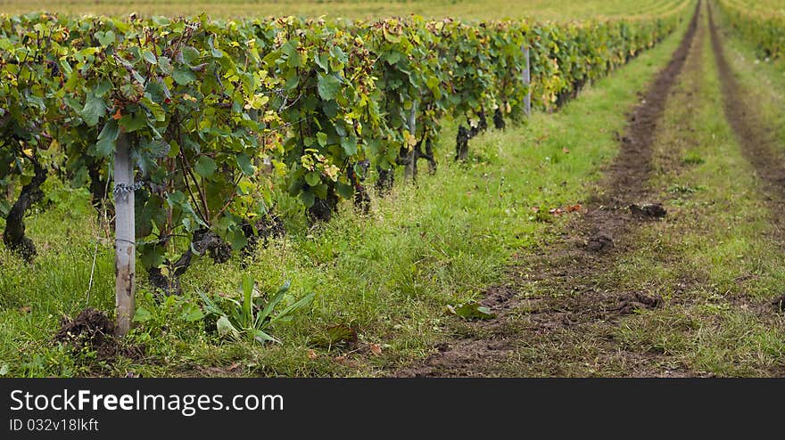 French Vineyard