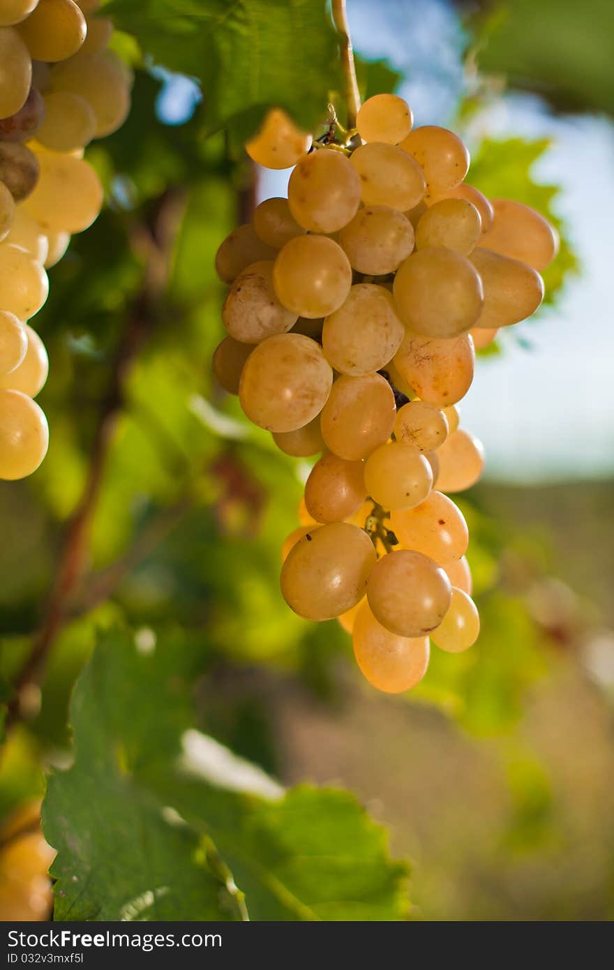 Growing of grapes