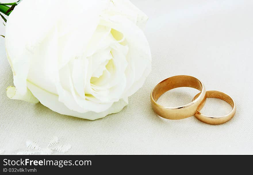 White rose and wedding rings. White rose and wedding rings