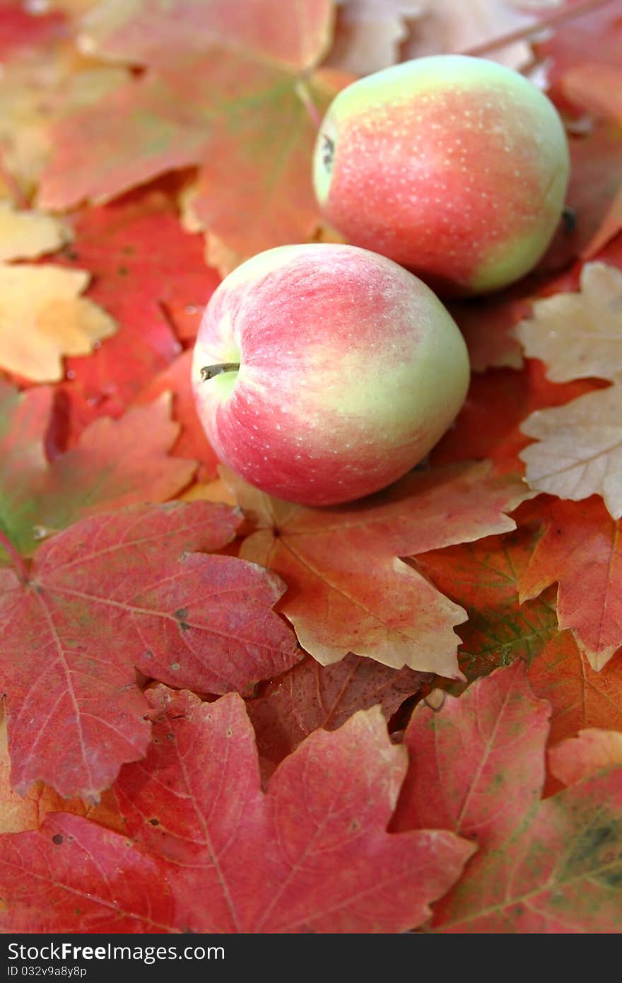 Background of autumn colorful leaves and two fresh tasty apples. Background of autumn colorful leaves and two fresh tasty apples