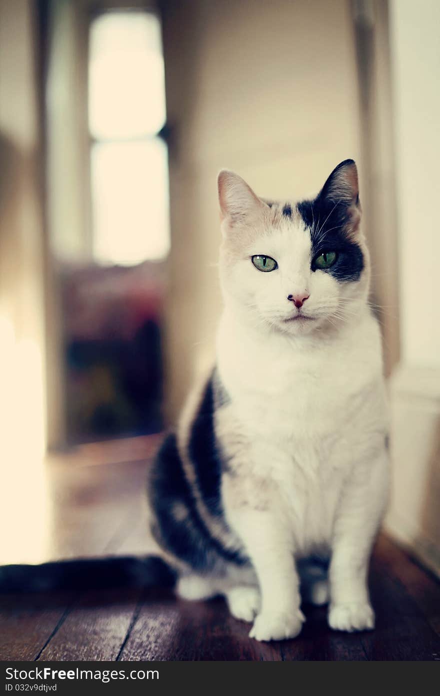 A calico cat in a hallway with a wood floor and beige walls. A calico cat in a hallway with a wood floor and beige walls