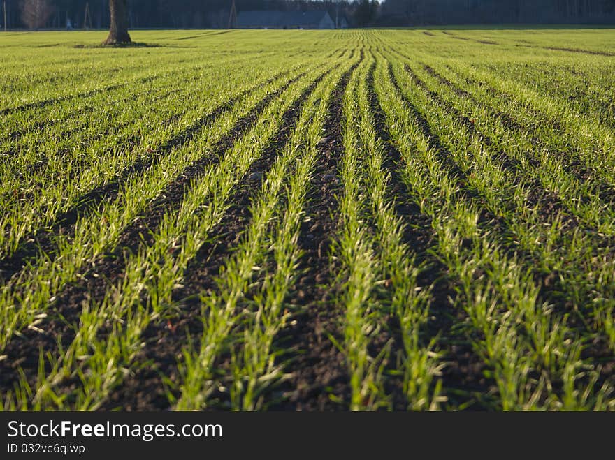 Vertical lines in field of winter crops in sunny autumn day. Vertical lines in field of winter crops in sunny autumn day.