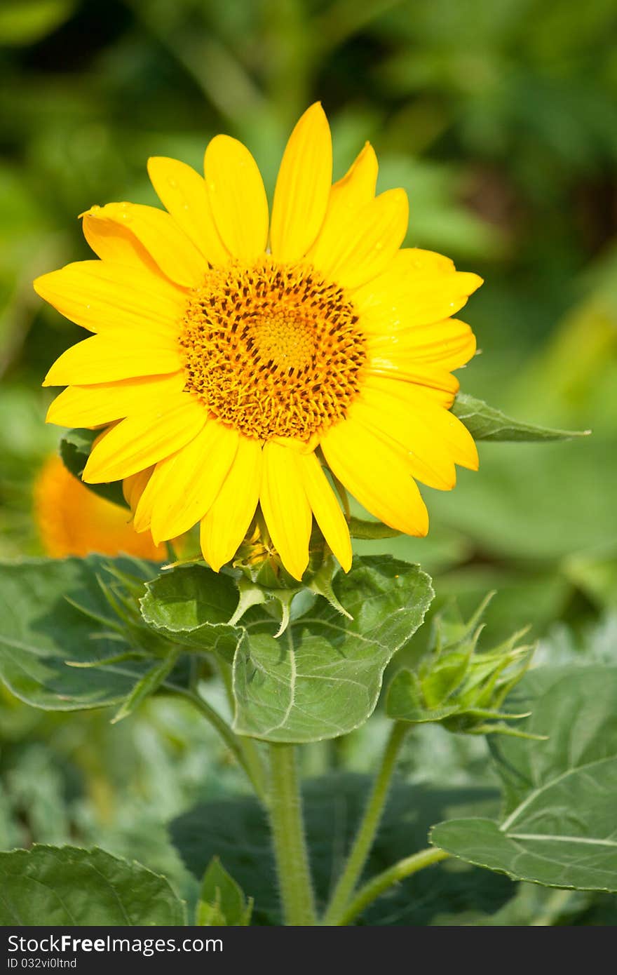 Beautiful yellow sunflower in the field