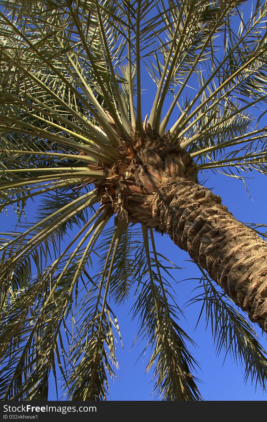 Palm tree on blue sky bacjground