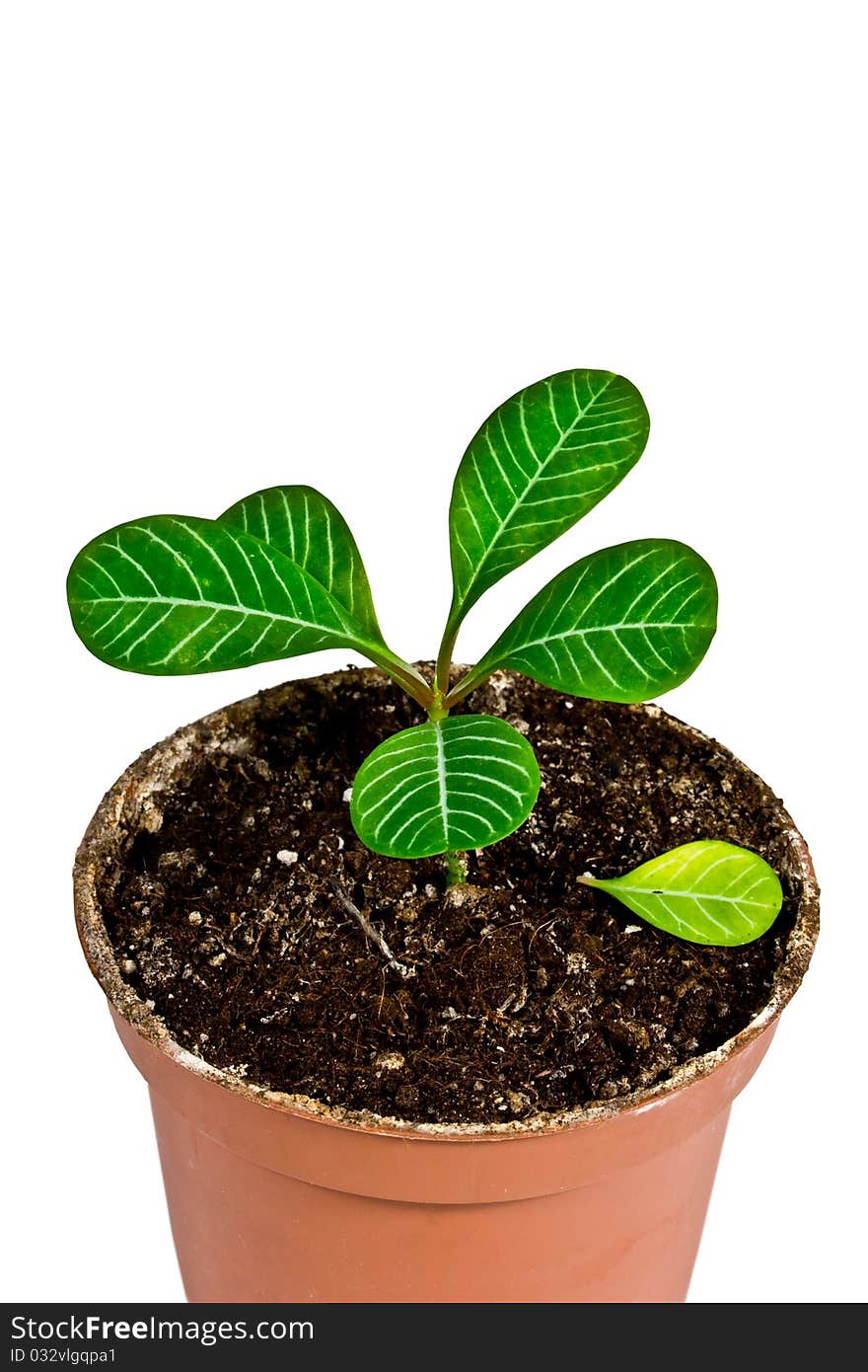 Tropical house plant in a pot and windows with blinds