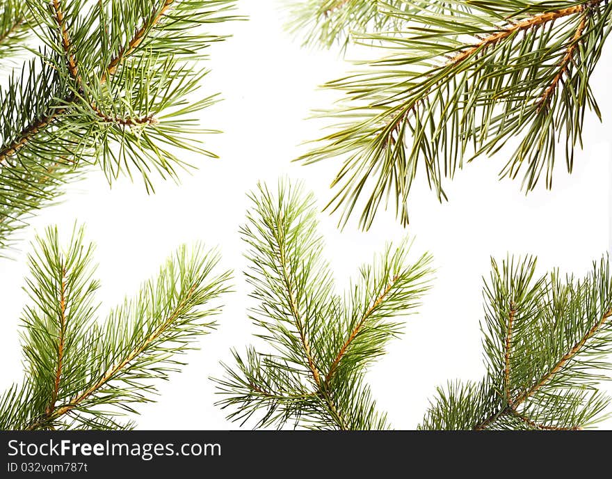 Set of fur-tree branches. Isolated. Set of fur-tree branches. Isolated