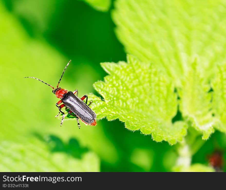 Close up of the beetle sitting on the leaf