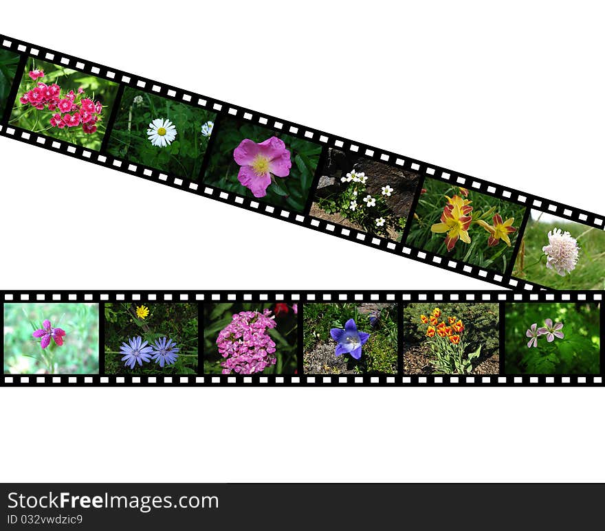 Films with images of flowers on white background