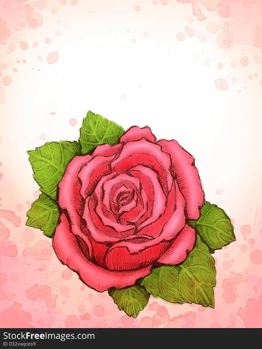 Drawing of rose