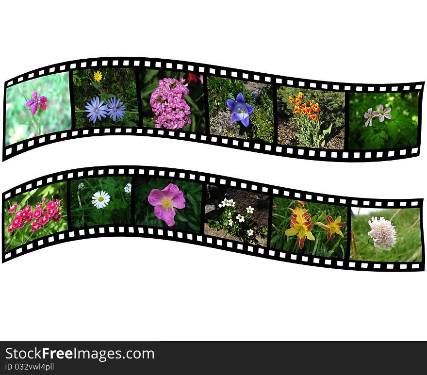 Pair of films with images of flowers