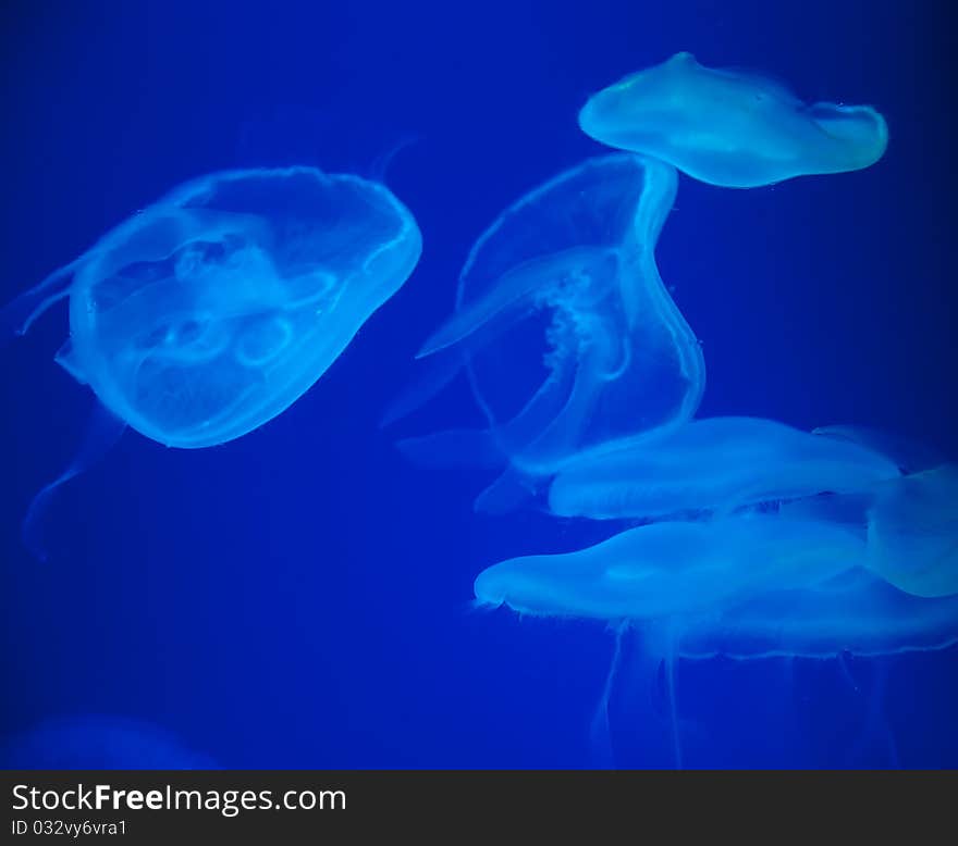 Jellyfishes