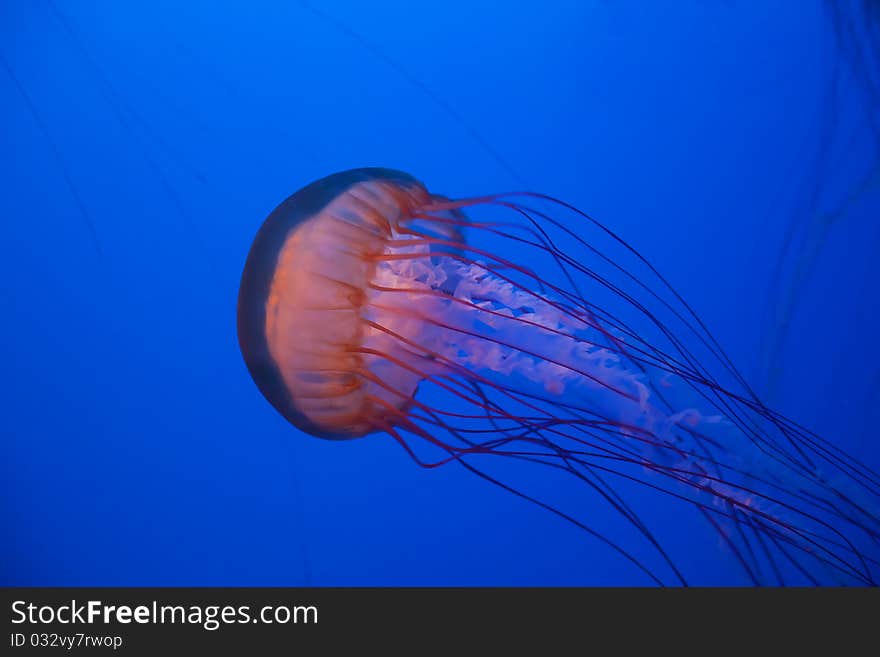 Sea nettle jellyfish in the deep blue water