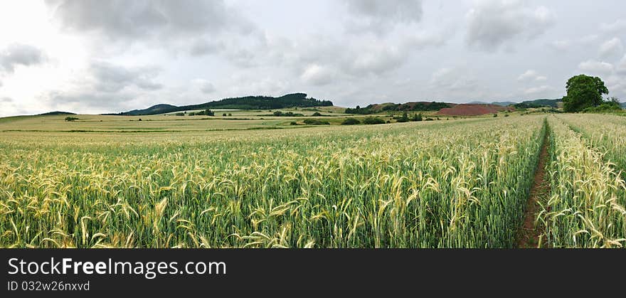 Field of grain in Silesia, Poland