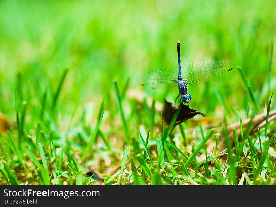 Macro shot of a dragonfly.