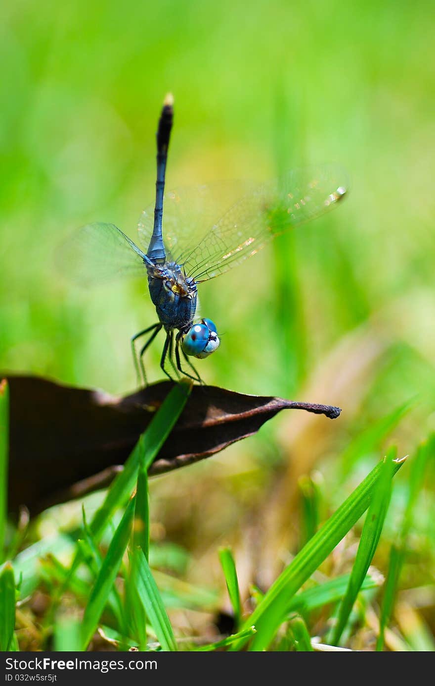 Macro shot of a dragonfly.