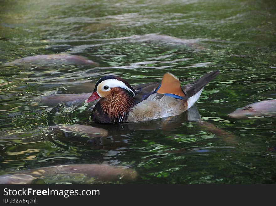 Mandarin Duck