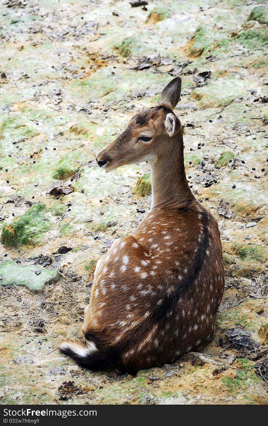 Female deer laying and looking back