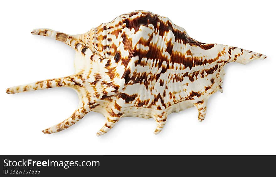 Exotic sea shell over white background