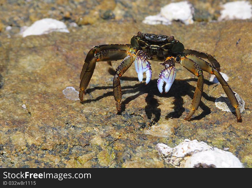 Crab and his shadow