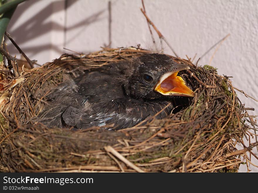 Bird´s nest