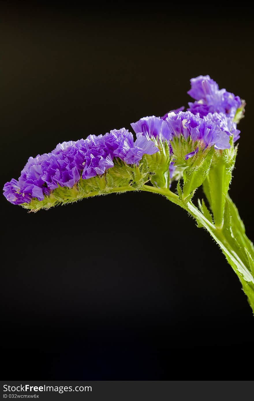 One violet flower with a black background