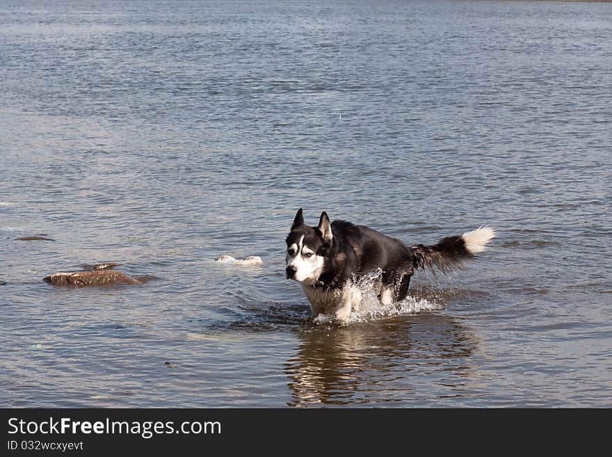 A black and white husky in a river. A black and white husky in a river