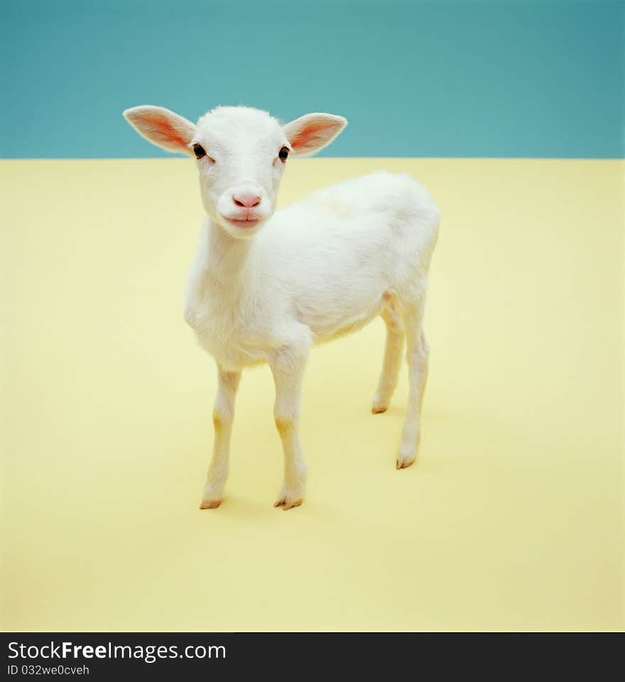 Curious lamb on the simple background