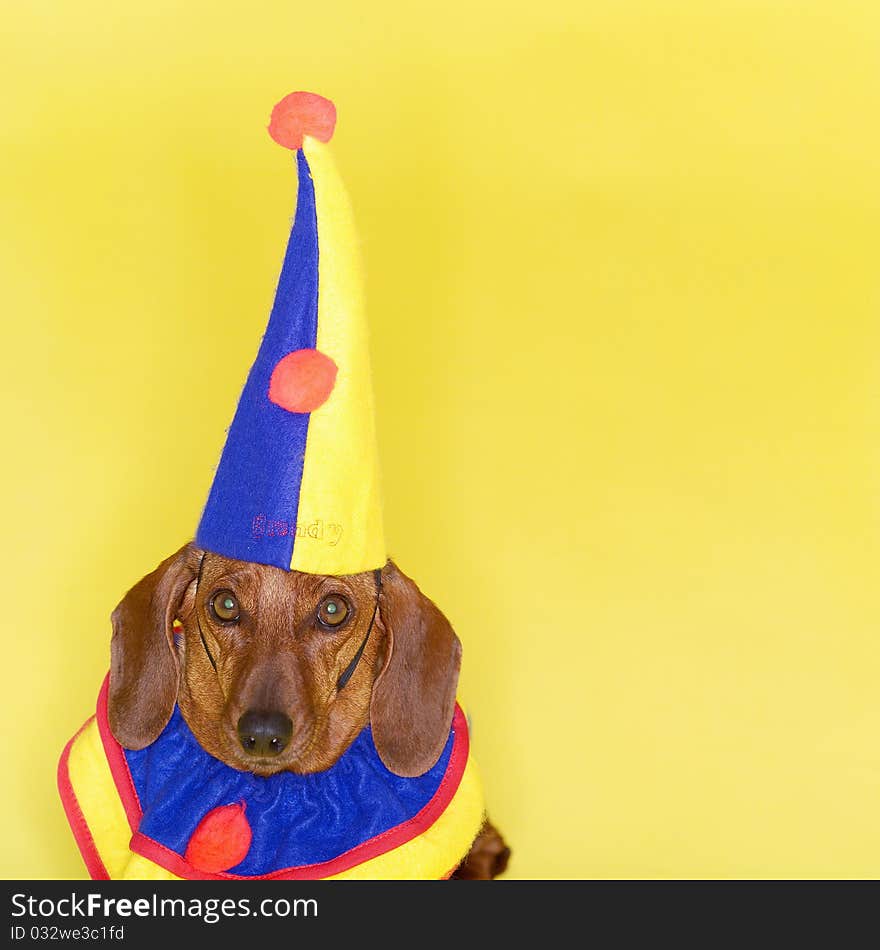 The Funny Dachshund in Clown Costume