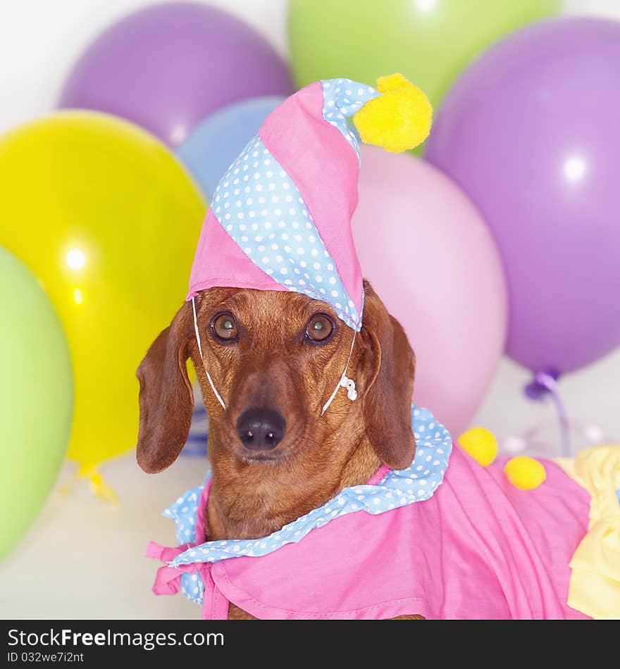 Dachshund in Costume with Balloons