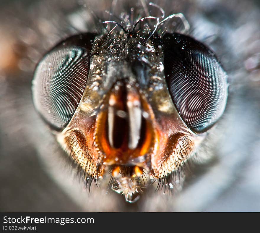 The close up photo of house fly. The close up photo of house fly