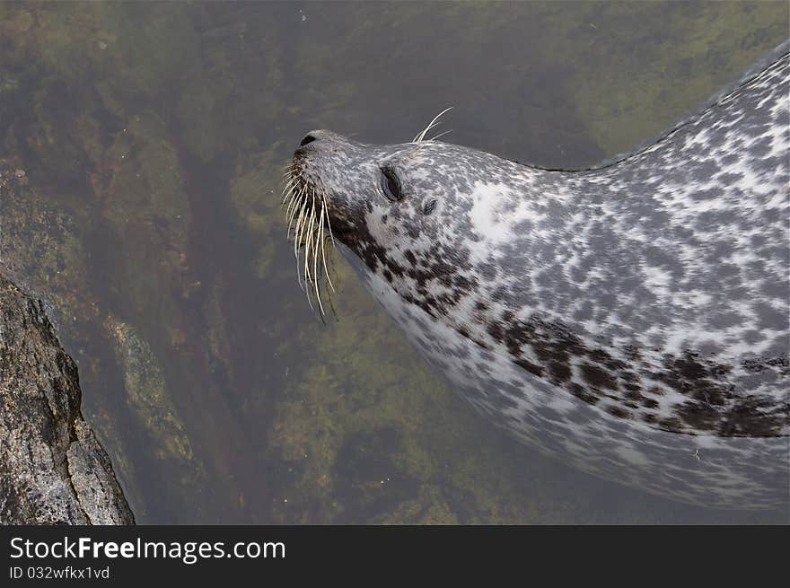 Seal in Norway animal zoo