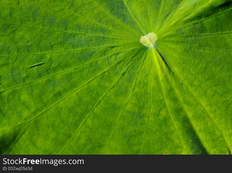 Texture of lotus leaf green, detail