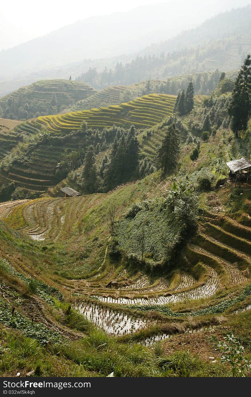 Terraced Rice Fields of Longsheng County