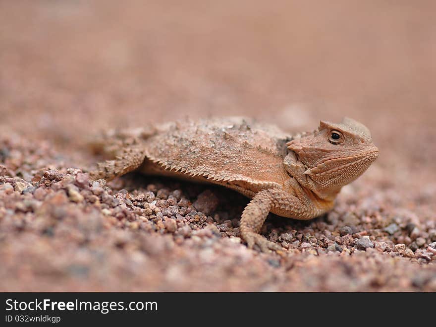 Lizards Of Arizona