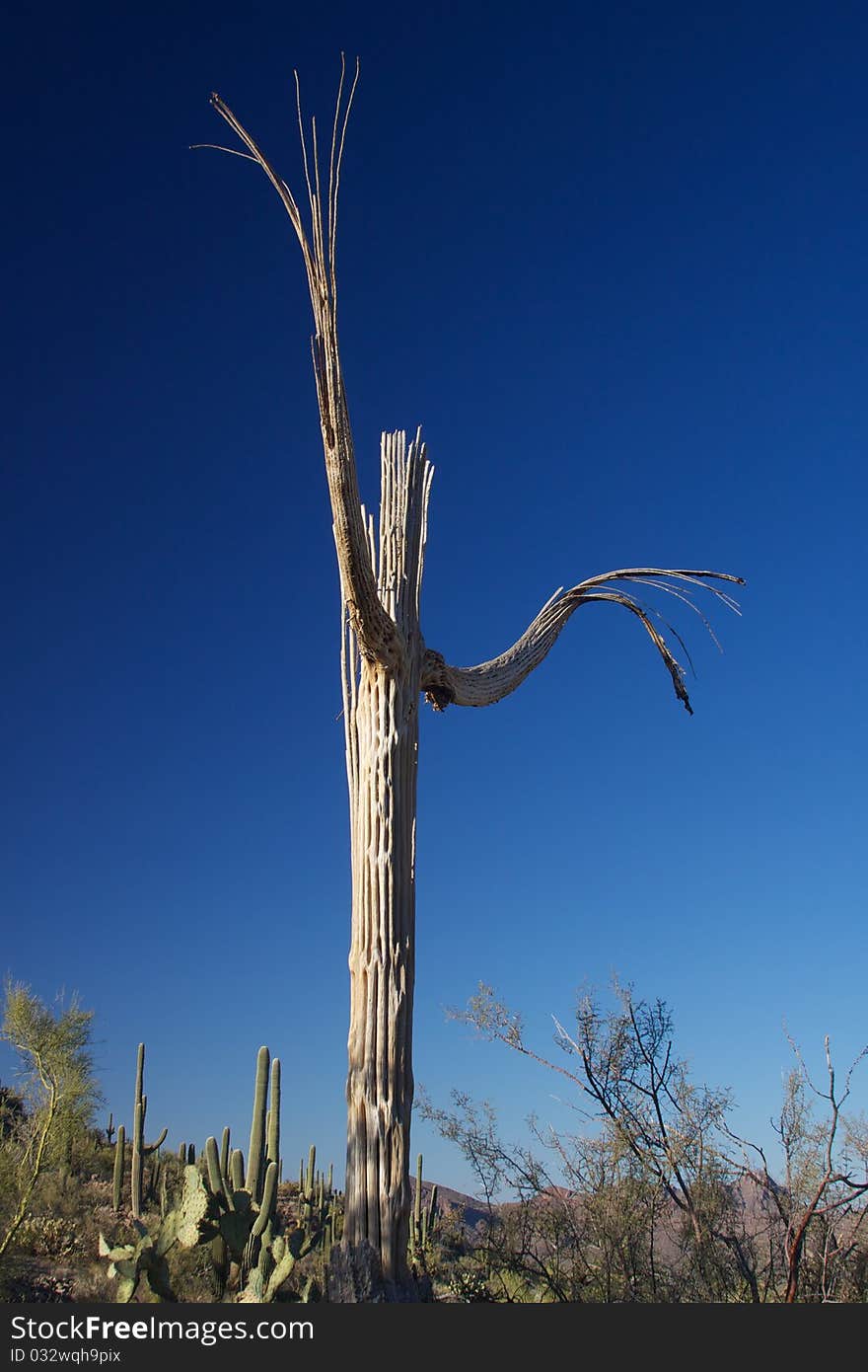 Dead Saguaro Cactus