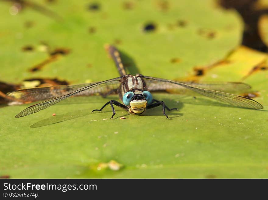 Dragonfly on a Water Lily