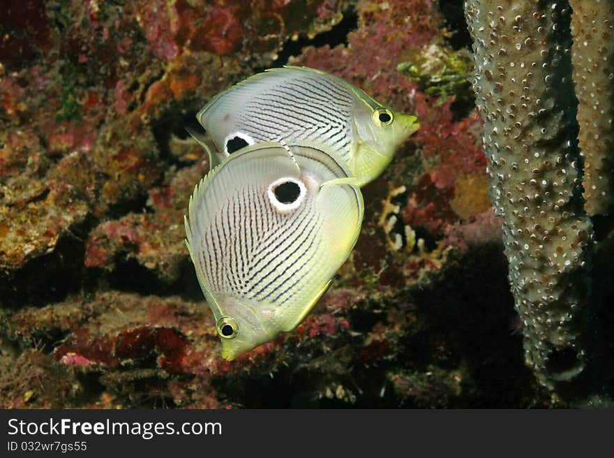 (Chaetodon capistratus) in Roatan, Honduras. (Chaetodon capistratus) in Roatan, Honduras